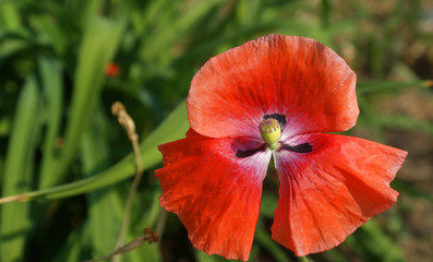 bright red scarlet poppy on a blurred background of green grass on a summer sunny day