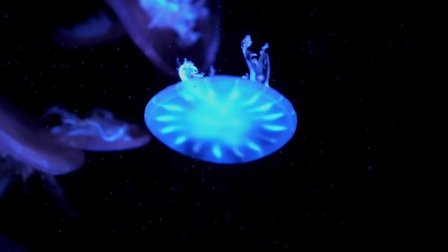 colorful Upside-down jellyfish's floating background in aquarium