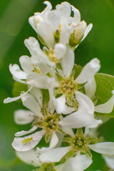 white flowers of apple tree