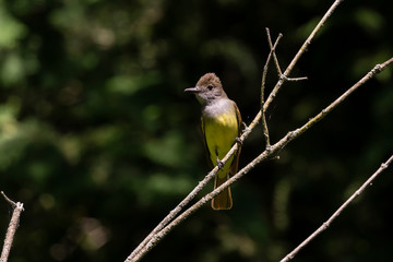 The great crested flycatcher (Myiarchus crinitus) male perched near nest.