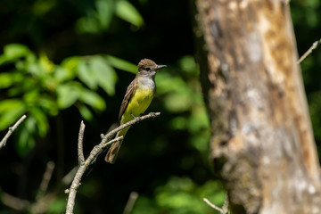 The great crested flycatcher (Myiarchus crinitus) male perched near nest.