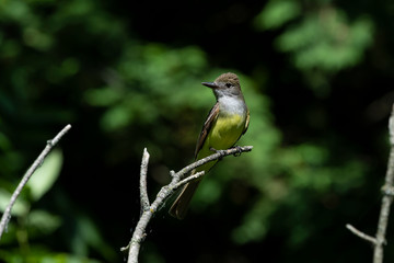 The great crested flycatcher (Myiarchus crinitus) male perched near nest.