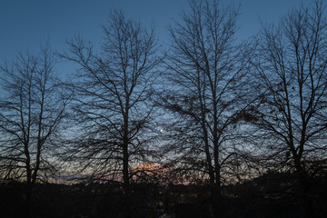 Sunset against winter trees