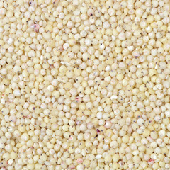 sorghum background