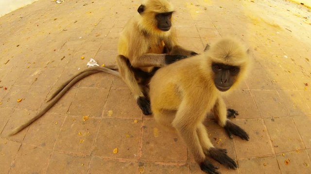 langur grey monkey looks for fleas in hair of another asphalt city park of Kolkata
