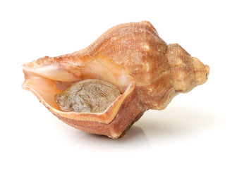 live conch on white background