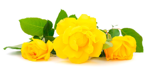 Yellow beautiful roses.