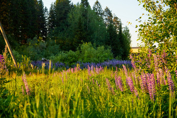 Obraz premium Nature landscape with lupine field at sunset