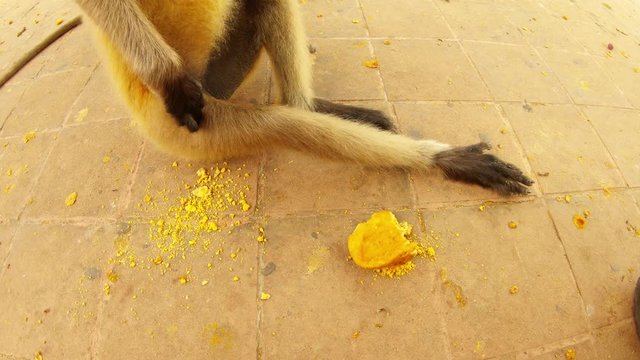 monkey scratches it's arm piece of bread lies near by asphalt floor