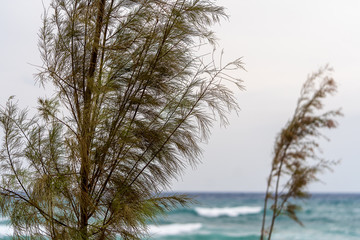 Fototapeta na wymiar tree in windy weather with waves blurred