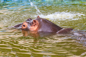 Common hippopotamus (Hippopotamus amphibius) or hippo in water