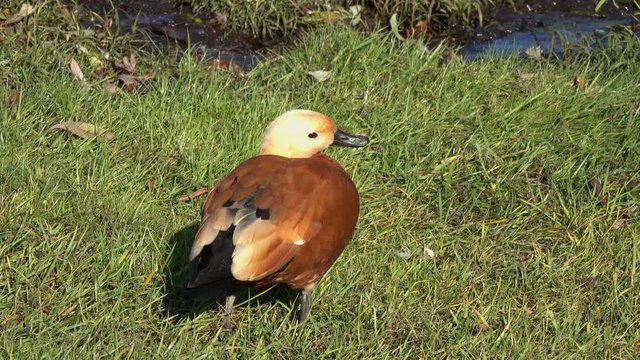 Duck Ruddy Shelduck (Tadorna ferruginea)  eating green grass