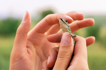 The girl strokes the happy smiling lizard.