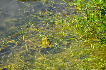 grenouille verte