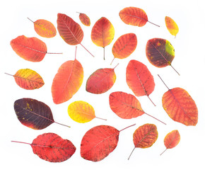Beautiful colorful autumn leaves isolated on a white background.