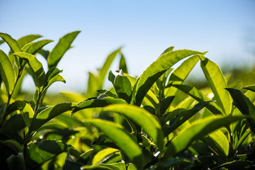 Naklejka premium Tea plantation in the mountains of Sochi, Russia