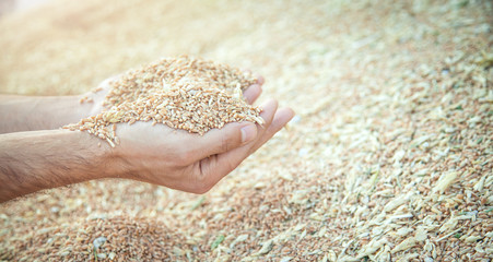 Male hands holding wheat grain.