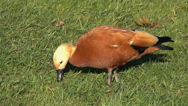 Duck Ruddy Shelduck (Tadorna ferruginea)  eating green grass