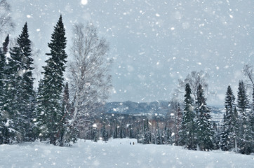 Picturesque winter mountain landscape - snowfall over slopes of mountains with snowy coniferous forest covered. Fairy tale of winter nature. Winter rest, travel, ski resort or weather forecast concept