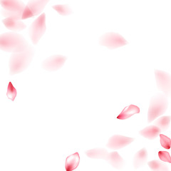 Pink sakura flower flying petals isolated on white vector background.