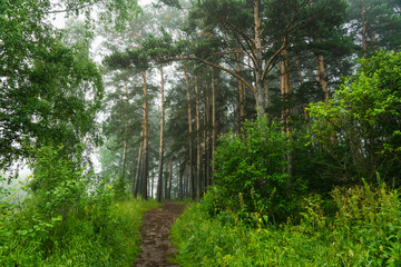 Obraz premium Pathway through beautiful and wild foggy forest