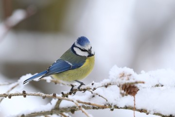 Cute eurasian blue tit sitting on the branch. Wildlife scene from nature. Song bird in the winter. Parus caeruleus.