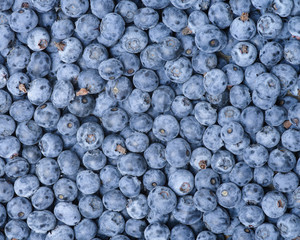 Fototapeta na wymiar Background of fresh ripe blueberries. Close-up.