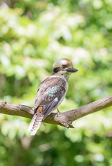 female kookaburra on the branch at NSW Australia