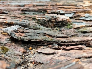 background of old wood texture