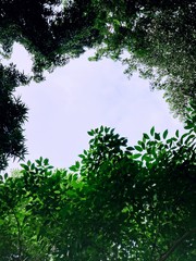 Fototapeta premium green background with tree