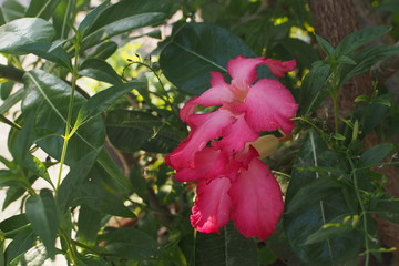 Desert rose, Mock Azalea, Pinkbignonia, Impala lily in Thailand 