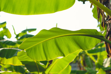 Fresh Banana leaves are arranged together on banana tree in a beautiful bright sunlight with copy space © yAOinLoVE