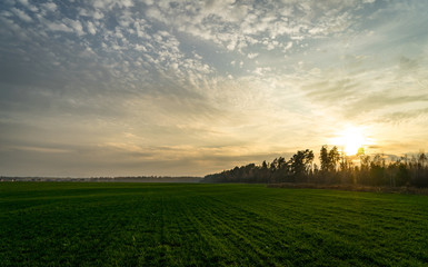 Evening landscape. Field and forest edge. Clouds and sunset.