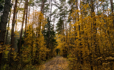 Fototapeta premium Autumn in the forest. Bright trees.