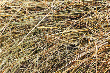 Abstract background of dry hay. The natural texture of dry straw is made from dry grass. Pet food.