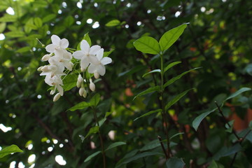 Wrightia religiosa  branches and leaves in Thailand