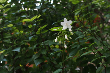 Wrightia religiosa  branches and leaves in Thailand