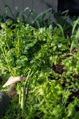 Hand holding fresh harvested cilantro from garden