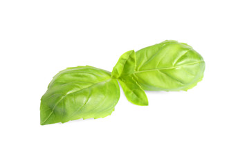 Fresh green basil leaves isolated on white