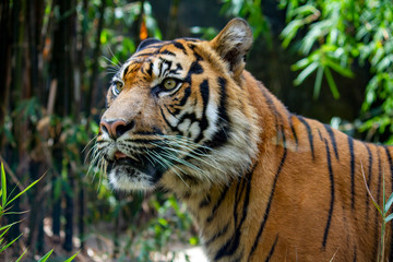 : A close up image of a dangerous Sumatran Tiger