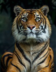 Fototapeta na wymiar A majestic Sumatran Tiger looking directly at the camera