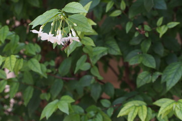 Wrightia religiosa, full bloom with bee in Thailand