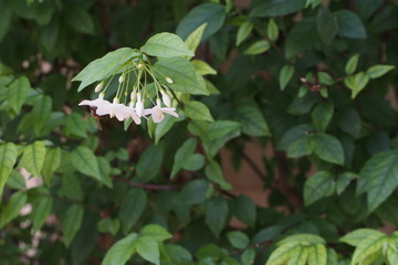 Wrightia religiosa, full bloom with bee in Thailand