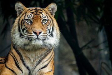 A proud Sumatran Tiger looking at the camera with space to the right of frame