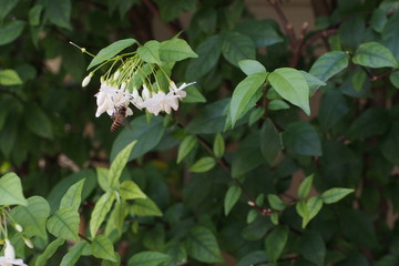 Wrightia religiosa, full bloom with bee in Thailand