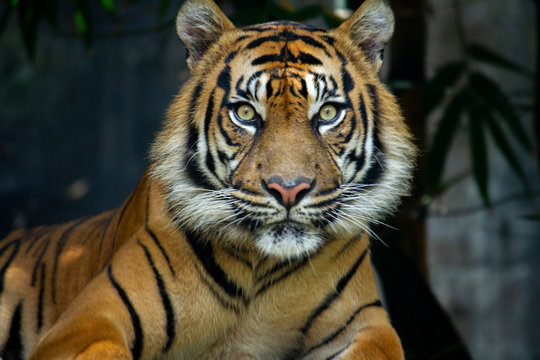 A dangerous Sumatran Tiger looking directly at the camera