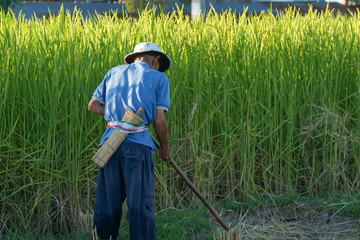 Naklejka na ściany i meble Farmers looking for rice fields