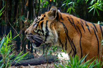 Profile image of a prowling Sumatran Tiger