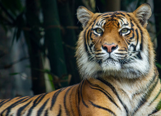 Proud Sumatran Tiger laying down and looking off camera