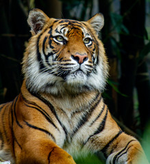 Proud Sumatran Tiger laying down and looking to right of camera
